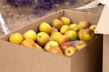 Foto - Circuito Regional de Caminhada e Corrida Kids Etapa Lupércio